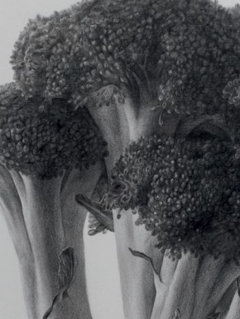 Drawing of broccoli by Yuya Fujita
