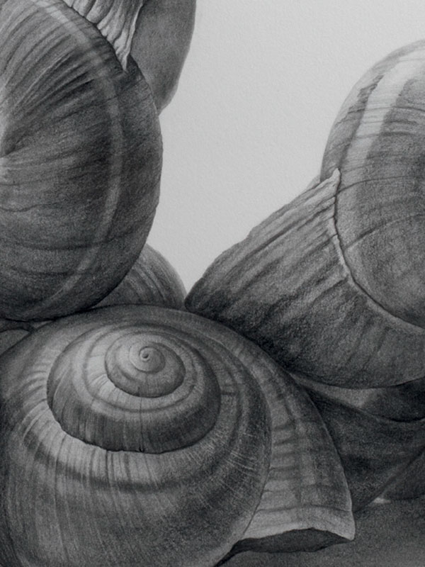 Drawing of shells by Yuya Fujita, YF 358